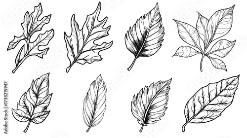 This set includes a collection of hand drawn leaves depicted as black line doodles