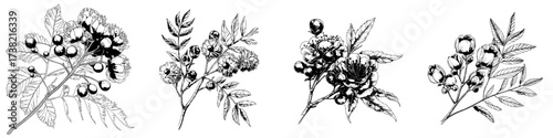 A modern Calliandra branch is depicted in a watercolor painting set against a white background