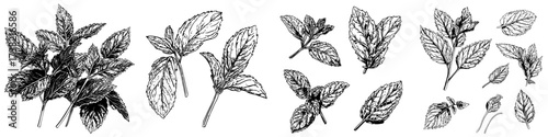 A minimalist illustration of a single green Lemon Balm branch, presented in a trendy abstract style with a natural and fresh aesthetic, isolated on a white background in a modern format