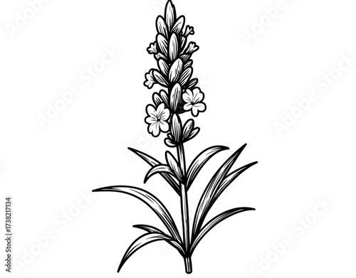 A hand drawn doodle of a lavender plant icon is accompanied by its outline, which can be used as a line drawing clipart symbol