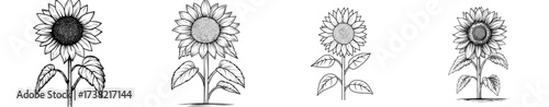 Sunflower outline drawing is a hand drawn doodle icon decor featuring a sun flower graphic logo with petals that frame the Sunflower