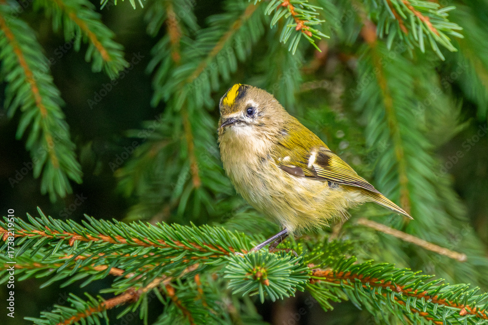 Naklejka premium Close-up of a Regulus regulus, on a spruce branch with a clearly visible golden-yellow stripe on the head plumage