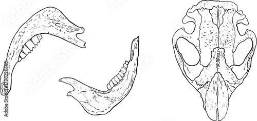 Animal skull and jawbones sketches vector illustration. Set of hand drawn skeleton elements.