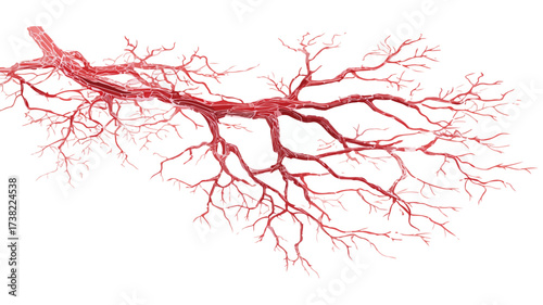 Human Arterial System Resembles Tree Roots in Vein Diagram
