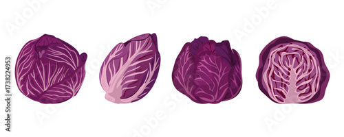 Red cabbage. Vector set of purple cabbage, healthy vegetables on isolated background