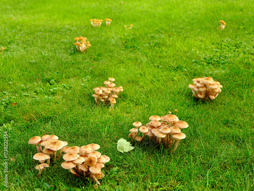 Cuadro en lienzo Honey mushrooms in a meadow with green grass