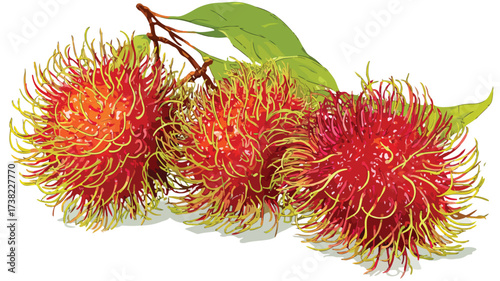 Vibrant Rambutan Fruit Vector Design - Art Image