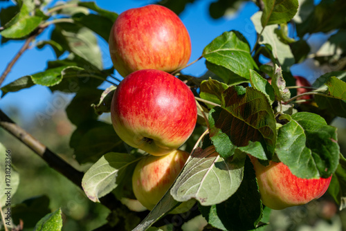 Reife Äpfel am Baum