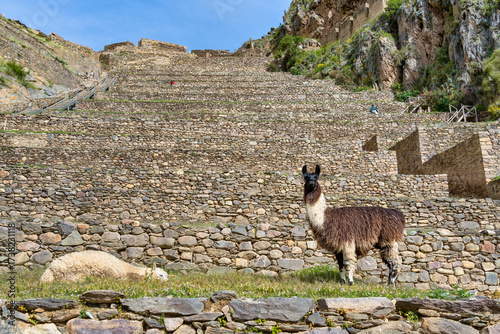 Llamas standing on the impressive Inca stone terraces at the Ollantaytambo archaeological site in the Sacred Valley of Peru