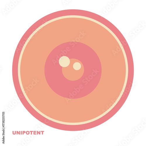 Unipotent Stem Cell Illustration Biology  Science  Education Vector