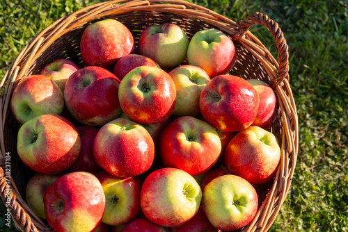 Korb mit reifen Äpfeln