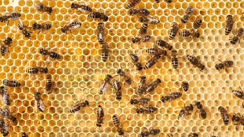 Beauty and color harmony in nature.
The honeycombs are filled with nectar, honey and pollen. Here you can also see the eggs laid by the queen and the larvae of the developing bees.
