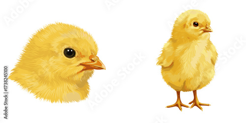 Two yellow baby chicks in a detailed illustration style,set