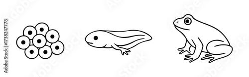 life cycle of frog in three simple stages. Doodle style. Hand drawn black and white isolated icon. Coloring page, art therapy, line art, logotype. Vector illustration