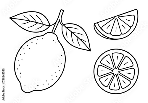 Lemon Doodle style. Hand drawn black and white isolated fresh lemon icon. Coloring page, art therapy, line art, logotype. Vector illustration