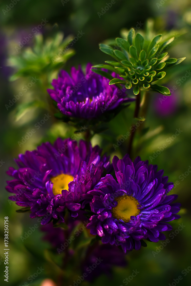 Obraz premium Violet aster bloom in the autumn garden. The first purple autumn flower. Floral background.