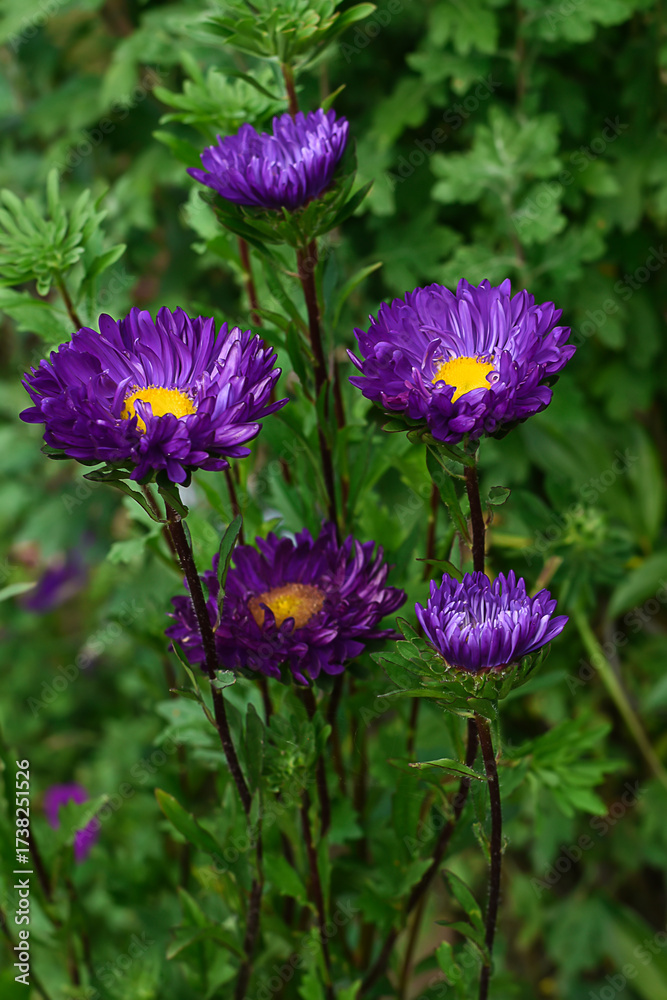 Obraz premium Violet aster bloom in the autumn garden. The first purple autumn flower. Floral background.