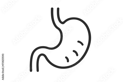Stomach linear icon for medical design. Human internal organ, gastric symbol for digestion, gut health, and gastroenterology. Anatomy vector illustration for digestive system concept.