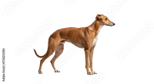 Fotografija Isolated fawn Spanish Galgo dog standing side view, short hair, athletic body bu