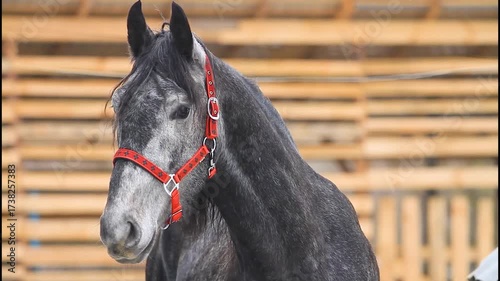 Dapple Grey Horse Portrait with Red Halter