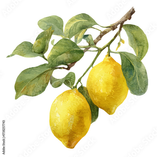 An EPS painting design, a Vector illustration set, My Watercolor illustration, and Lemons on a branch. Ripe yellow fruits on a branch, painting isolated on a white background