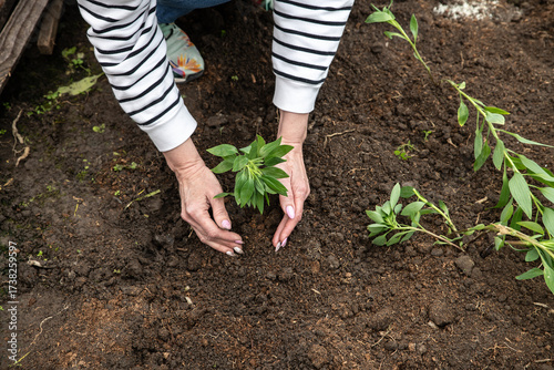 Planting and fertilizing plants and flowers. Female hands planting a flower in the ground. Close-up