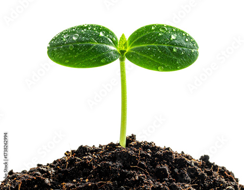  Close-Up Side View of Seedling with Dew Drops on Leaves