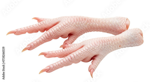 Isolated raw chicken feet, close-up ready for cooking and Asian-inspired cuisine