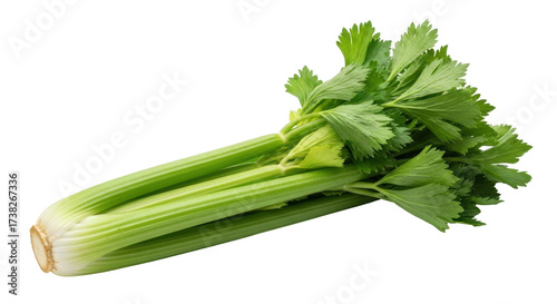 Isolated fresh celery stalk on white, green vegetable with leaves, cooking ingredient
