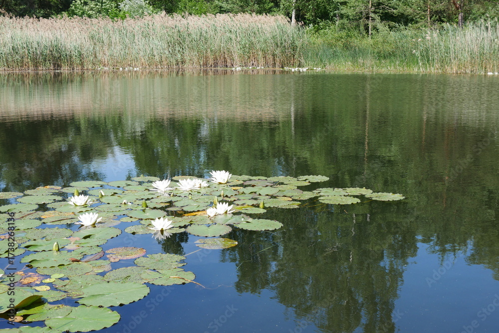 Obraz premium Seerosen im Teich