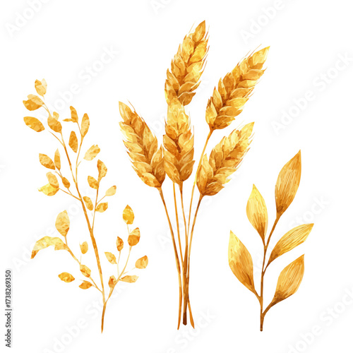 Vector illustration set, My Watercolor illustration, golden wheat ears PNG. Bouquet of golden painting isolated on a white background, an EPS painting design, 