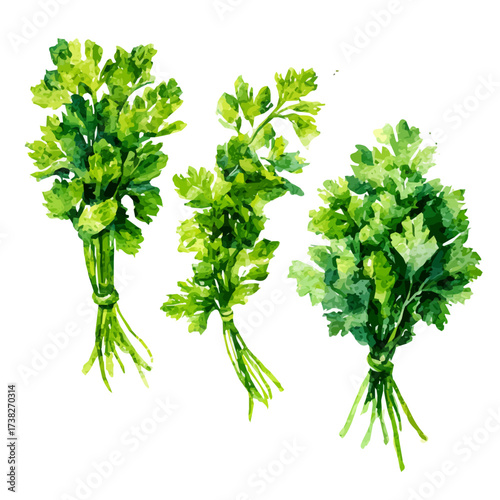 Vector illustration set, My Watercolor illustration, set of green bunches of parsley png painting isolated on a white background, An EPS painting design, 