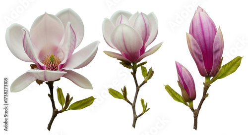 Isolated blooms of magnolia flowers on the stems with leaves in different stages
