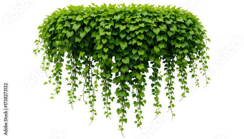 Cascading Green Foliage Vines Isolated on White Background – Lush Natural Botanical Display isolated on transparent background