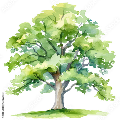 Simple flat green oak tree painting isolated on a white background, an EPS painting design, Vector illustration set, My Watercolor illustration