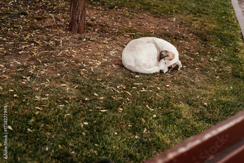 A street dog with a chip in its ear sleeps on the lawn in a park.