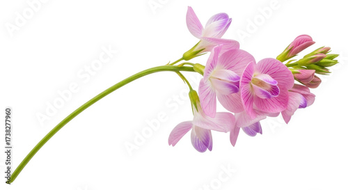 Isolated common sainfoin flowers on stem, pale violet petals, summer wildflowers, inflorescence