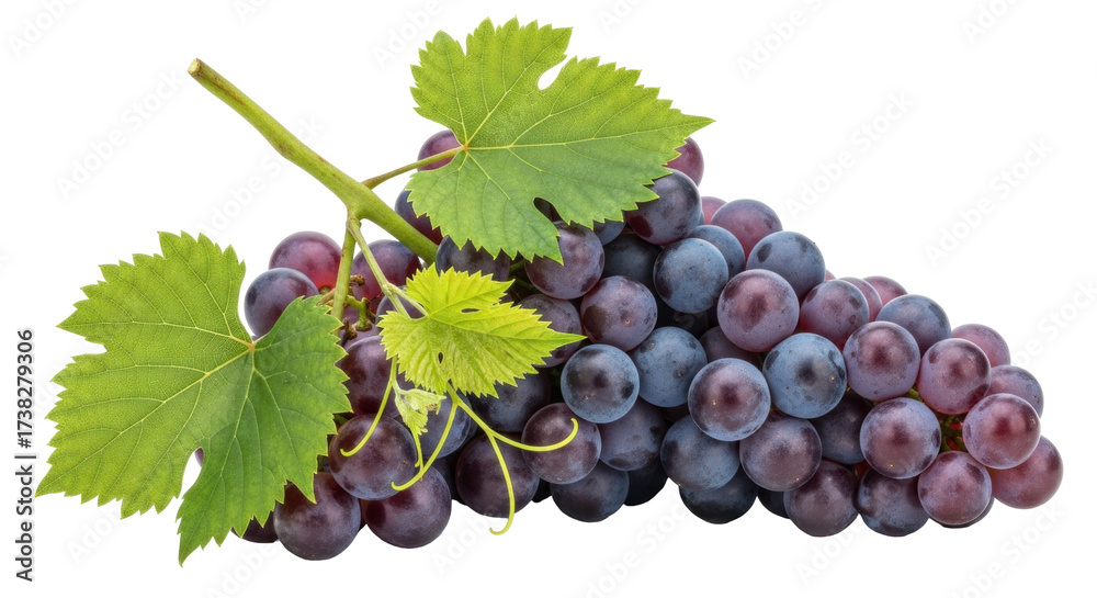 Obraz premium Isolated red globe grapes on branch with green leaves food photography still life