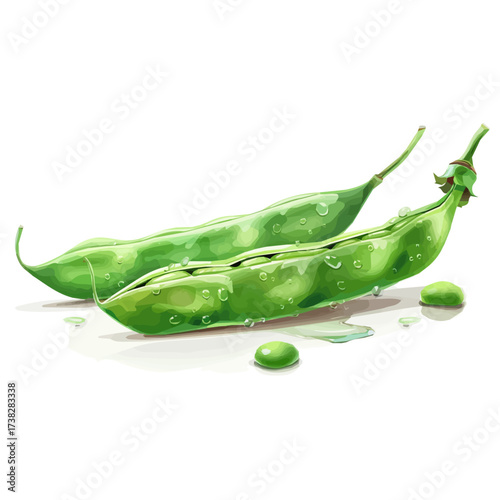  2D design Vector illustration, My Watercolor, hand-painted, simple, sliced broad bean pod painting illustration isolated on a white background, EPS format design. vector illustration