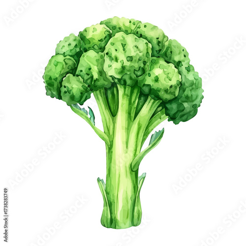  2D design Vector illustration, My Watercolor, hand-painted, simple, flat broccoli stalk painting illustration isolated on a white background, EPS format design. vector illustration
