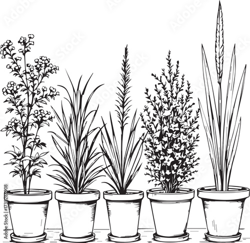 Black and white vector illustration of five unique potted plants with varied foliage and minimalist style
