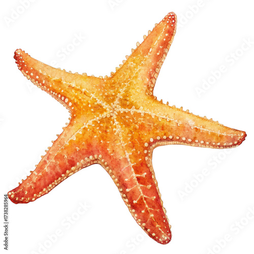 Watercolor orange starfish with white dots isolated on a transparent background marine