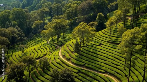 Beautiful Tea Garden And Plantation. Panning Shot