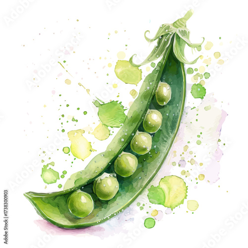 Vector illustration set, eps format, My Watercolor illustration, flat sliced green snow pea painting isolated on a white background, EPS painting design