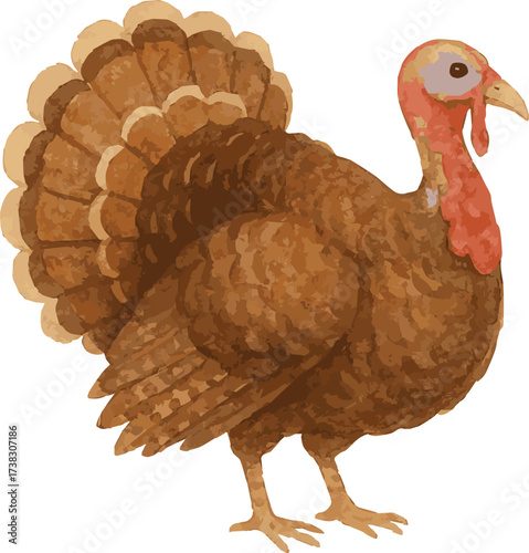 Watercolor vector illustration of a turkey