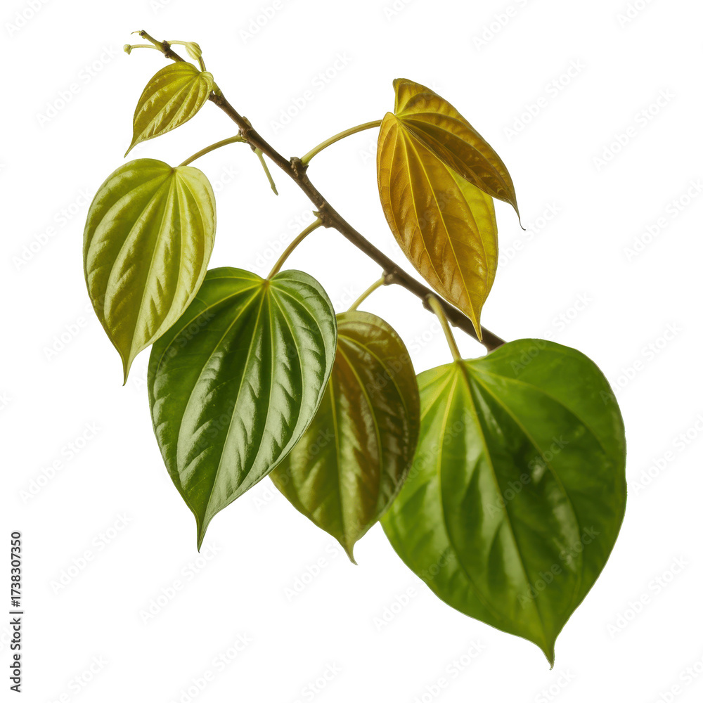 Fototapeta premium A delicate branch with heart shaped green and yellow leaves isolated on transparent background