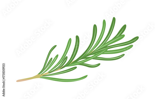 Rosemary isolated on white background. Vector cartoon flat illustration. Herb icon.