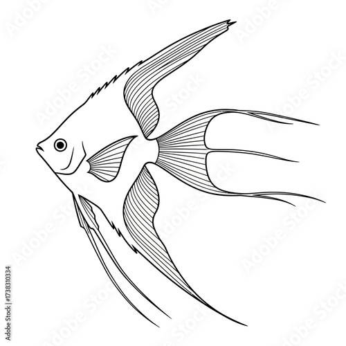 Angelfish line art sketch elegant fins, distinctive aquatic shape, black and white minimalist illustration, underwater nature drawing isolated on white background.