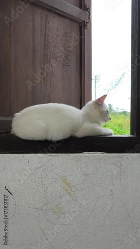A white cat is sleeping on the window sill, enjoying the view.