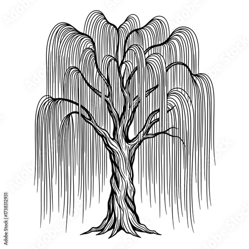 Weeping willow tree sketch illustration black and white detailed drawing, cascading branches, nature artwork, minimalist line art isolated on white background design.